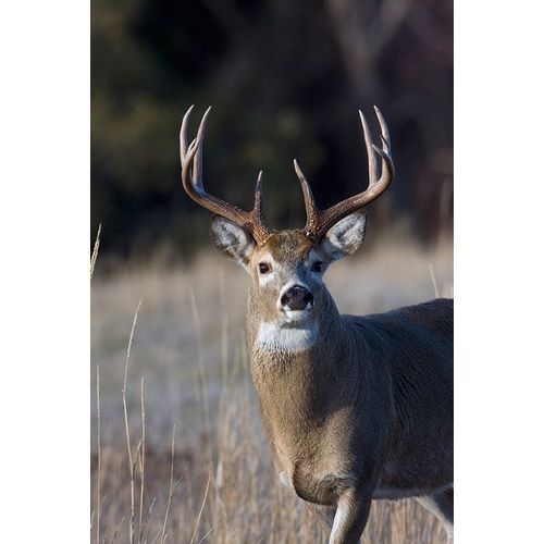 White-tailed Deer Buck